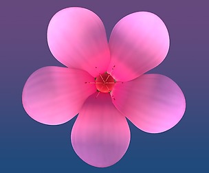 Cherry Blossom - Sakura