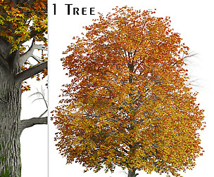 Norway Maple Tree (Acer platanoides) (1 Tree)