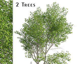 Set of Paper Birch Trees (Betula papyrifera)