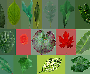 16 high quality leaves