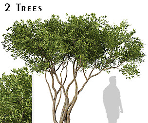 Set of Olive Trees (Olea Europaea) (2 Trees)