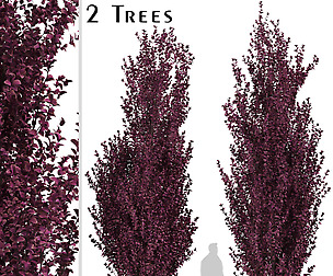 Set of Crimson Pointe Plum Trees (Prunus)