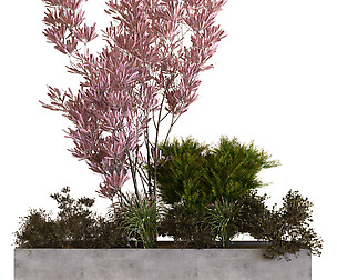 plants box set 10