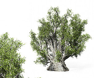 olive Tree 330