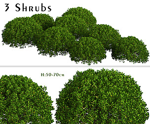 Set of Boxood Shrubs ( Buxus ) (3 Shrubs)