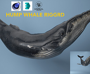 hump whale rigged Low-poly 3D model