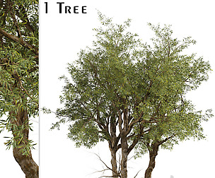 Eucalyptus Red Gum Tree (Eucalyptus camaldulensis)