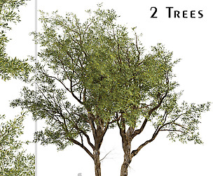Set of Eucalyptus Red Gum Trees (Camaldulensis)