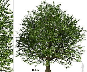 Bur Oak Tree (Quercus macrocarpa) (1 Tree)