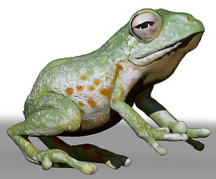 Frog ZTL Sculpt