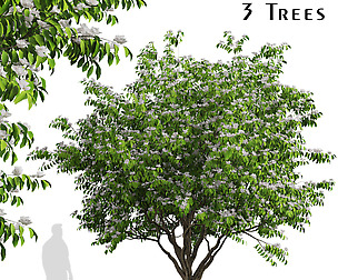 Set of Flowering Kousa Dogwood Trees ( Cornus )