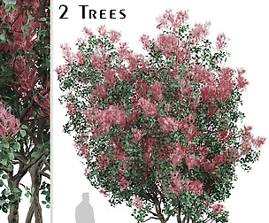 Set of American Smoketree Trees (Cotinus obovatus)