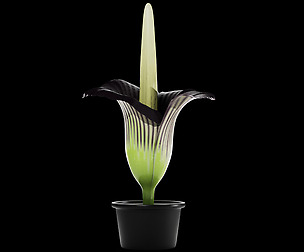 Titan Arum