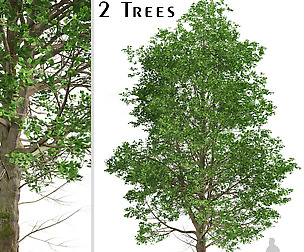 Set of European Linden Trees (Tilia europaea)