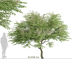Set of Aralia elata Trees (Japanese angelica)