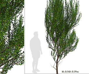 Set of Boxleaf Azara Trees (Azara microphylla)