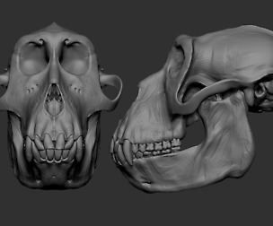 Animal skull model