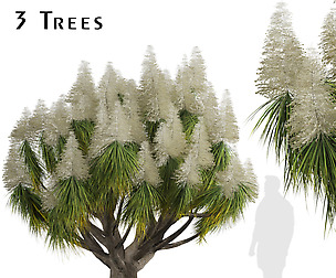 Set of Ponytail Palm Trees (Beaucarnea recurvata)