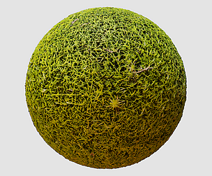 Moss PBR Texture