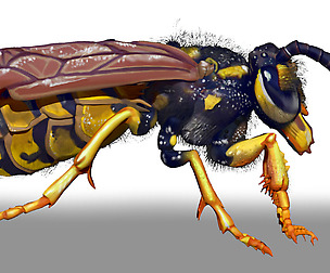 Wasp Character