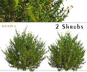 Set of Buddleja Globosa Shrubs ( Orange Ball )