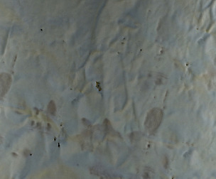 Reindeer Hide 3 - 8K ST (5 variations)