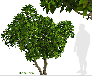 Set of Frangipani Trees (Plumeria) (4 Trees)