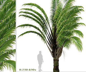 Set of Dypsis decaryi palm Trees (Triangle Palm)