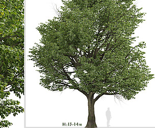 Set of Silver Linden Trees (Tilia tomentosa)