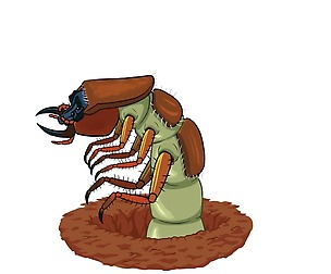 Tiger Beetle Larva