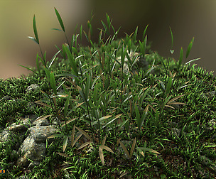 Yughues Shore Plants