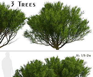 Set of Pinus Mugo Trees (Bog Pine) (3 Trees)