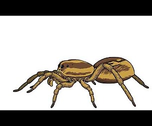 Wolf Spider