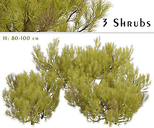 Set of Pinus Mugo Shrubs (Little Gold Star)