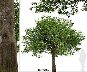 American Hornbeam Tree (Carpinus caroliniana)