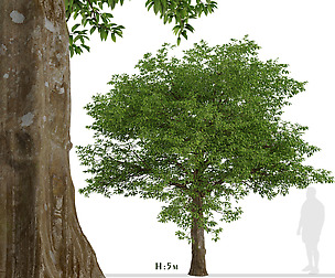 American Hornbeam Tree (Carpinus caroliniana)
