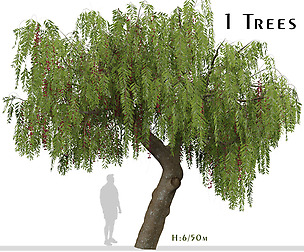 Schinus molle Tree (Pink Peppercorn) (1 Tree)