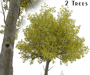 Set of Arizona ash Trees (Fraxinus velutina)