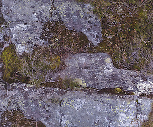 Mossy Stone 4 - 8K ST (5 variations)