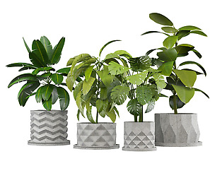 Set of Plants in Concerete Pots (4 Plants)
