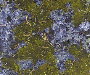 Mossy Stone 8 - 8K ST (5 variations)