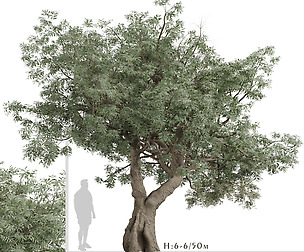 Set of Olive Trees (Olea Europaea) (2 Trees)