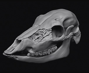 Deer Skull 3D model