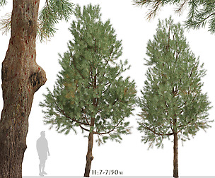 Set of Pinus SylvestrisTrees (European red pine)