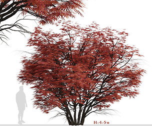 Set of Acer Palmatum Trees (Japanese Maple)