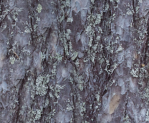 Tree Bark 2 - 8K ST (5 variations)