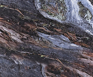 Tree Bark 3 - 8K ST (5 variations)