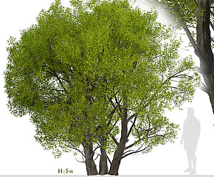 Salix Fragilis Tree (Crack willow) (1 Tree)