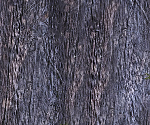 Tree Bark 4 - 8K ST (5 variations)