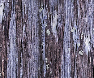Tree Bark 5 - 8K ST (5 variations)